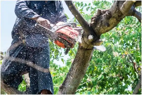 tree services East Vandergrift